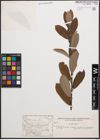 Foto von Salix cinerea L.